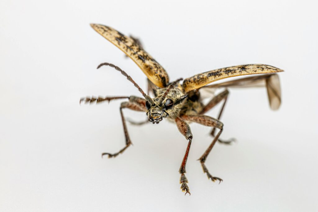 Close-up image of a brown longhorn beetle (Rhagium mordax) in-flight, showing intricate wing details.