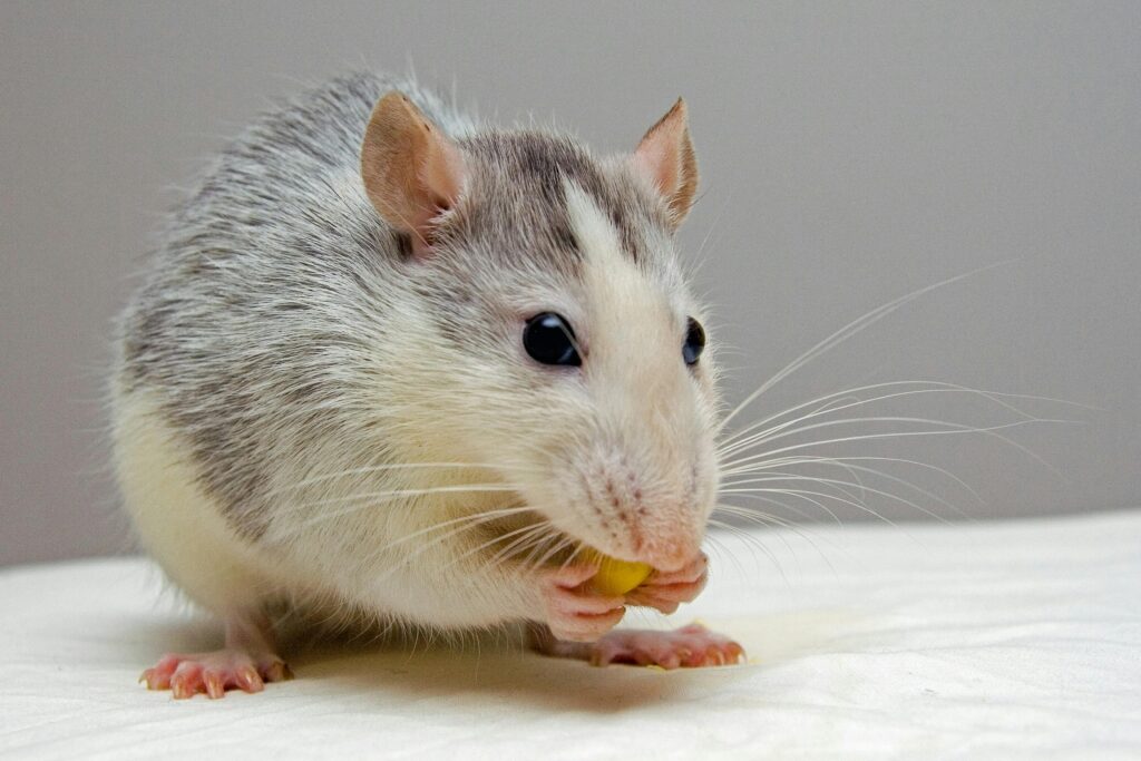 Adorable rat nibbling food, showcasing whiskers and fur detail.